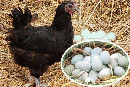 养殖绿壳蛋鸡