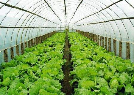大棚蔬菜怎么种植