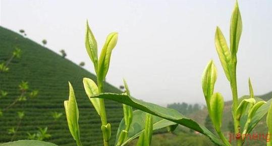 任建光饮品茶叶