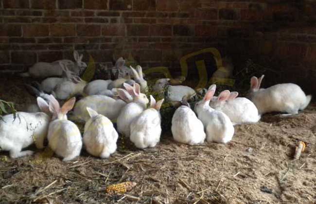 兔子养殖展示