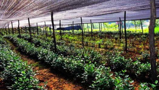 屏南县百家客农业发展有限公司茶树种植