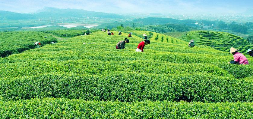 临安市大洋茶业有限公司茶场实拍