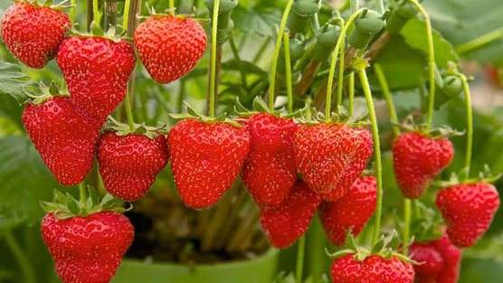 种草莓