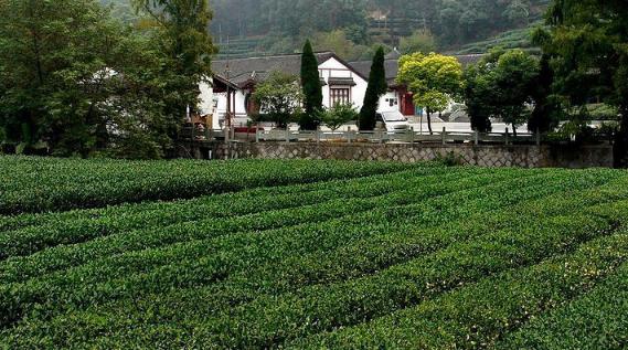 临安茶场有限公司西湖龙井茶原产地