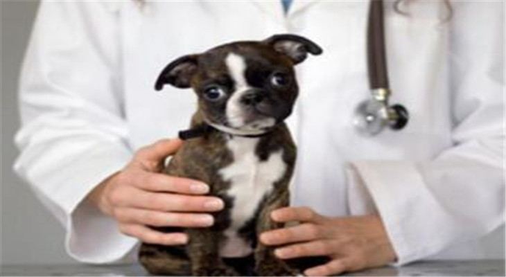 康犬宠物诊所听诊