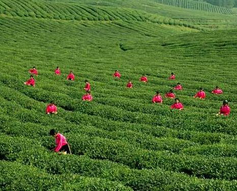 圣湖茶业