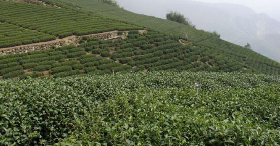 安溪凤馨茶业茶田