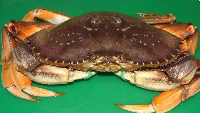  杭州农副产品物流中心水产品批发市场海成水产行螃蟹