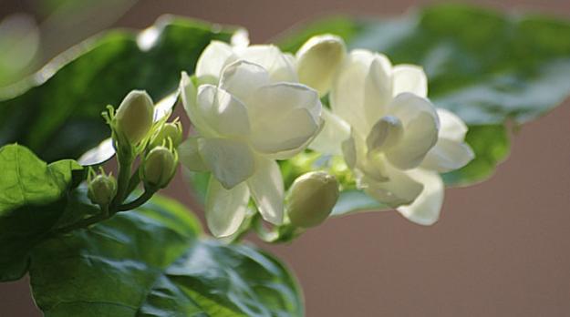 韦荣敏饮品茉莉花宣传