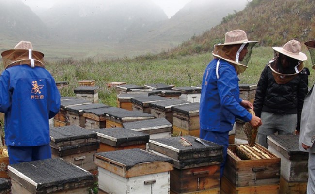 养生源养蜂人养蜂
