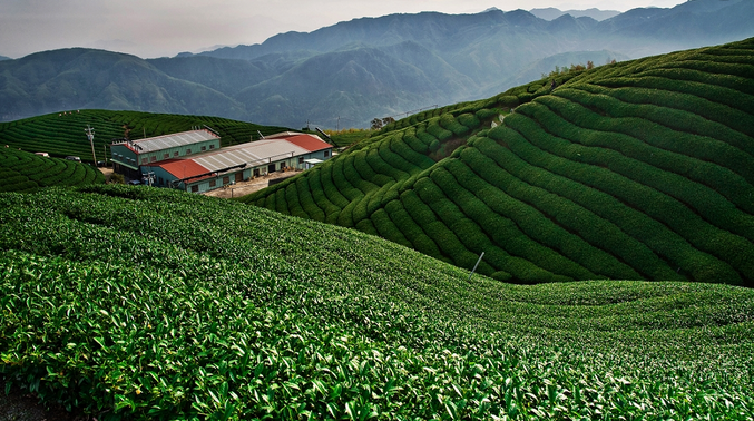 池州市梅村相来茶厂茶山