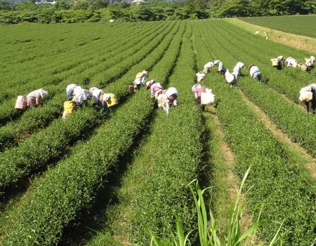 福建省政和县贵宇茶厂