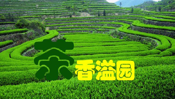 茗山国际茶业加盟海报