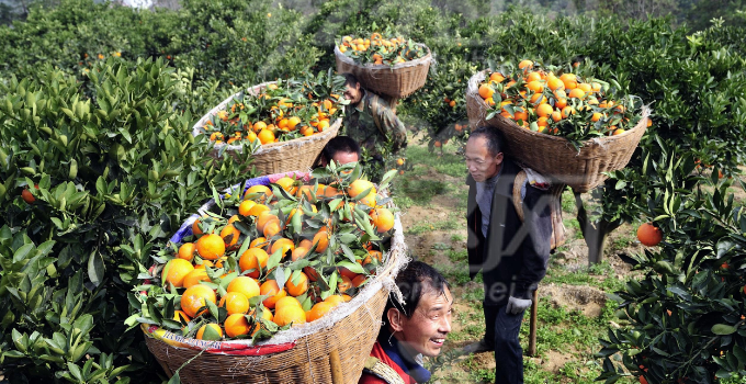 芭乐果园水果多