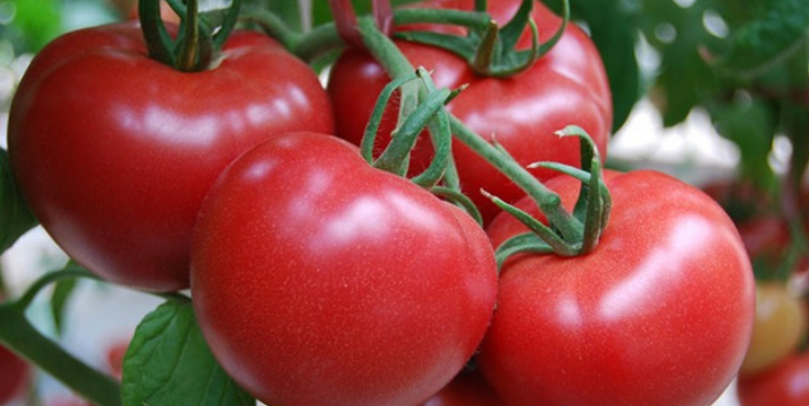 百利果园番茄