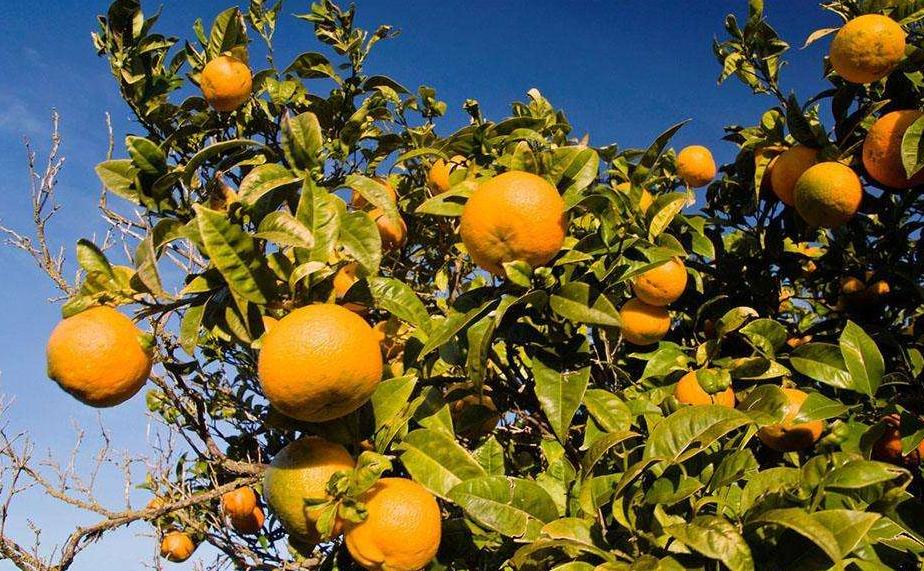 阿里果园橘子树