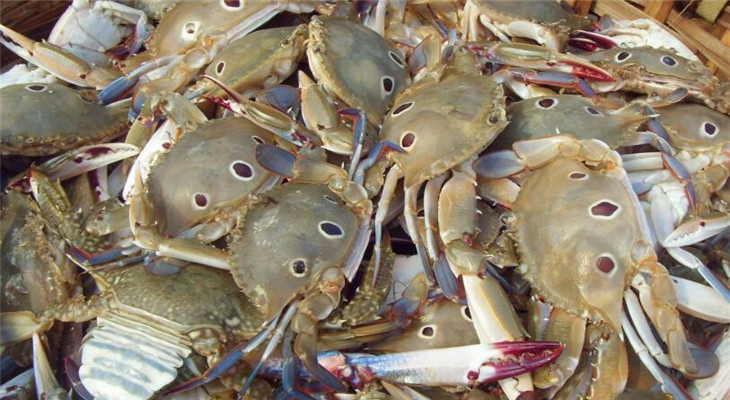 白沙湾海鲜螃蟹