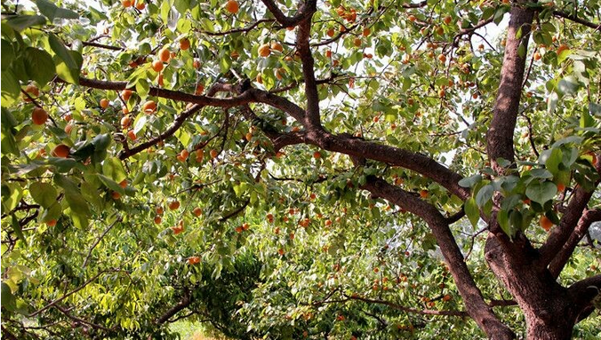 百果香果业种植地