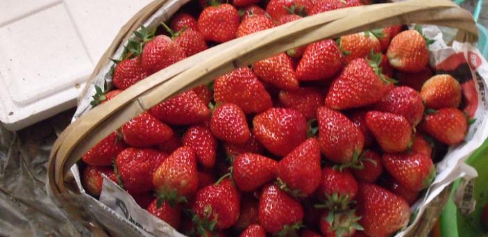 百鲜水果园草莓