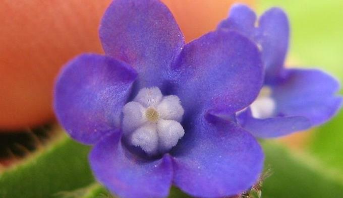 贝博士紫草花