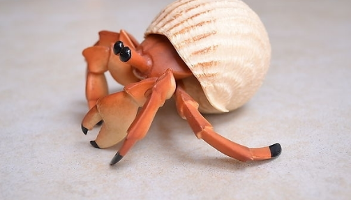 一只蟹