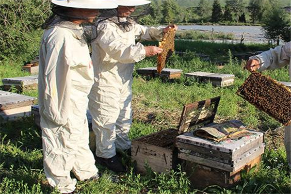 黑蜂园蜂业蜂蜜