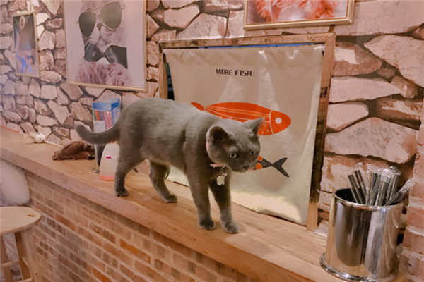 坨坨猫咖啡厅舒适