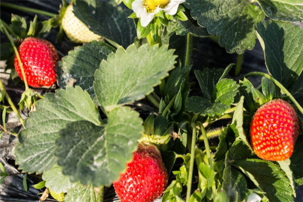 初遇草莓种植园新鲜草莓