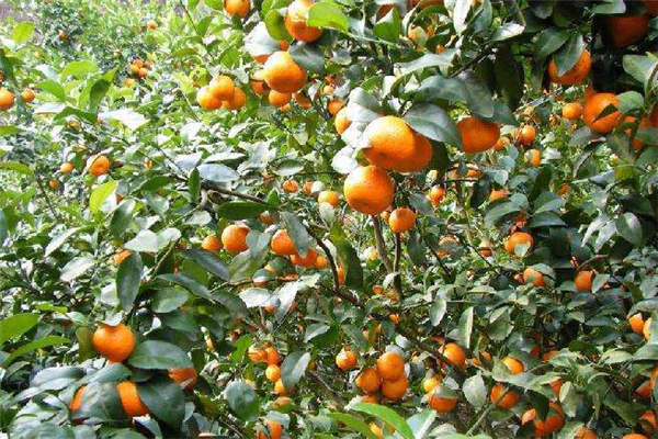 橙飞果园水果