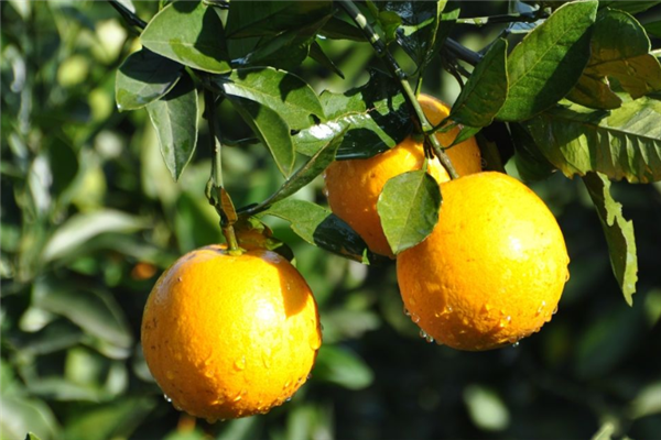 橙飞果园橙子