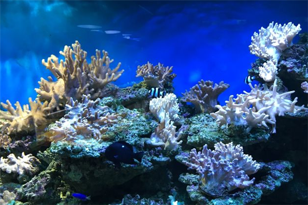 海珊瑚主题餐厅珊瑚