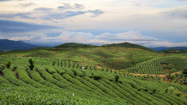 华祥苑宁德红茶茶庄园