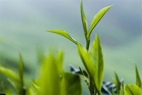 禅茶荟绿茶