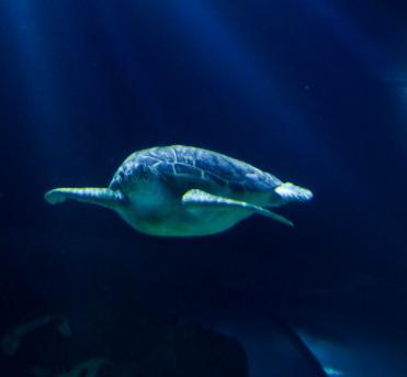 长风公园水族馆加盟