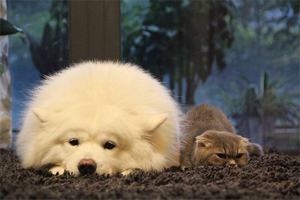 宠物之城猫和狗