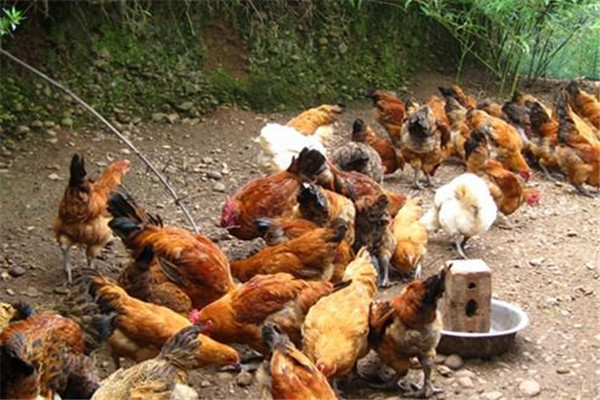 鸡养殖场在国内比比皆是