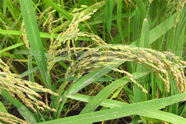 草原盛业米业-水稻