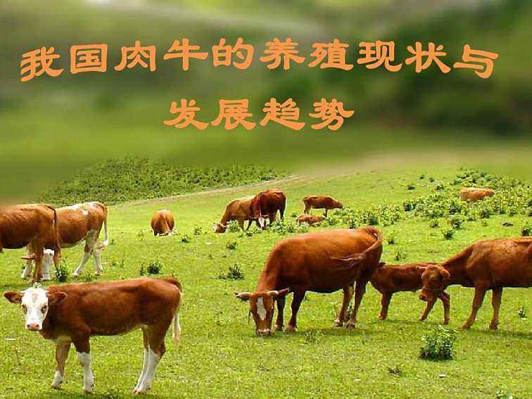 肉牛养殖加盟