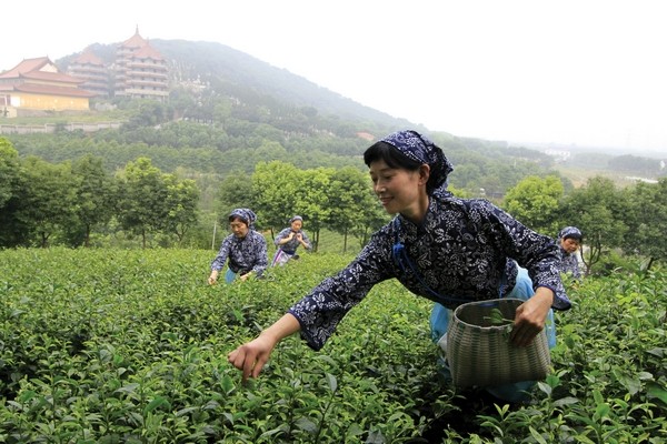 和谐茶楼好赞