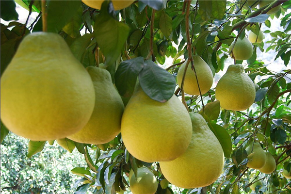 梅州金柚种类