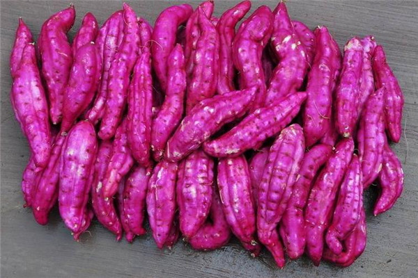 红薯基地紫薯