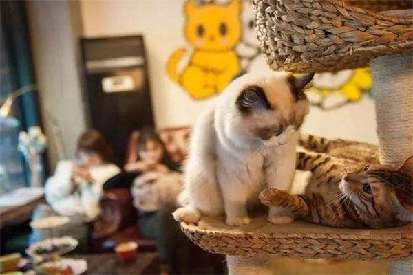 咕噜猫咖啡馆猫咪