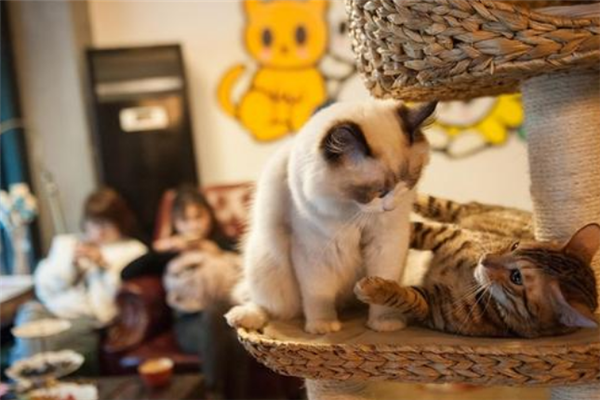 醉猫·猫咖啡馆店铺