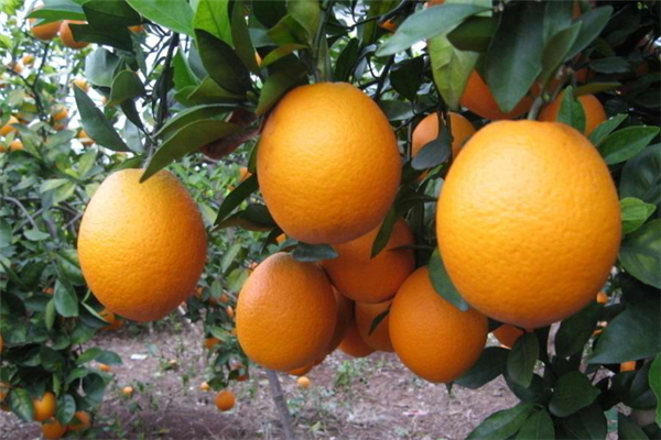 汇鑫果业橙子