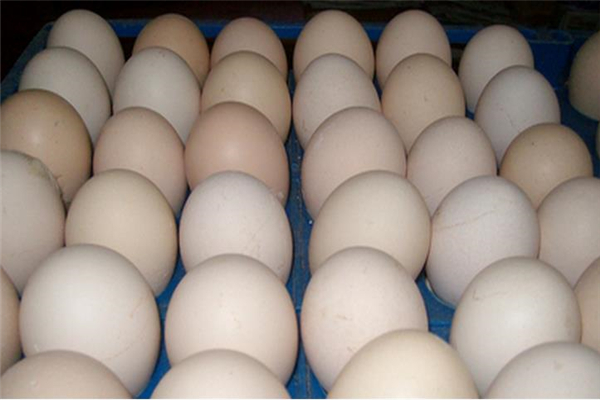 白羽食品鸡蛋