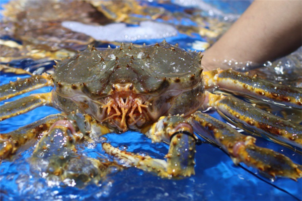 佳鸿水产大螃蟹