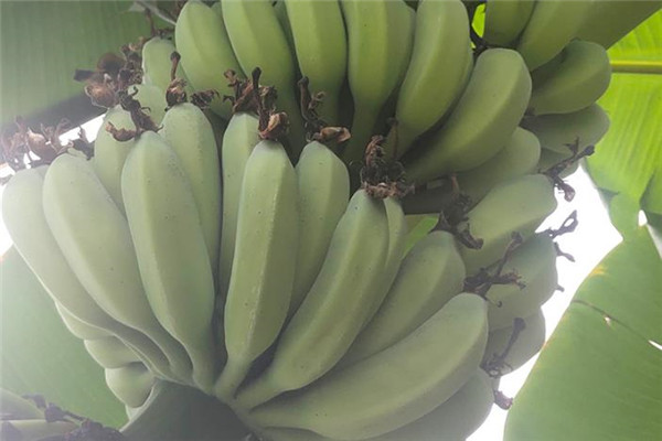 湛江市香蕉香蕉树
