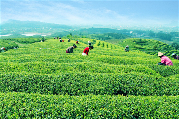 银杏源茶叶种植