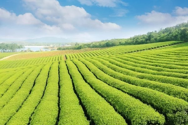 林湖茶业-健康