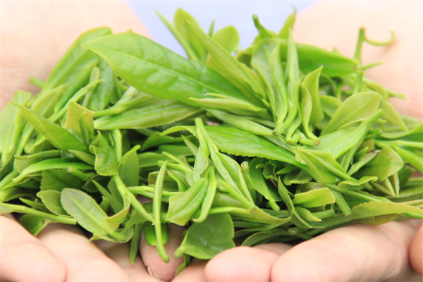 三叶香茶业绿茶